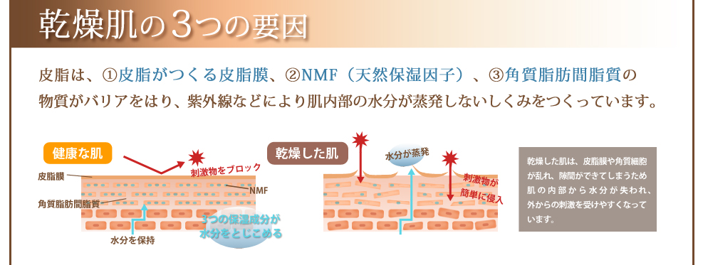 皮脂は、①皮脂がつくる皮脂膜、②NMF（天然保湿因子）、③角質脂肪間脂質の物質がバリアをはり、紫外線などにより肌内部の水分が蒸発しないしくみをつくっています。