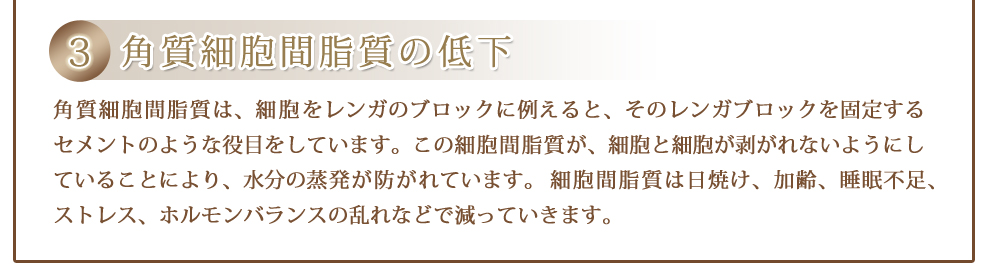 角質細胞間脂質は、細胞をレンガのブロックに例えると、そのレンガブロックを固定するセメントのような役目をしています。この細胞間脂質が、細胞と細胞が剥がれないようにしていることにより、水分の蒸発が防がれています。細胞間脂質は日焼け、加齢、睡眠不足、ストレス、ホルモンバランスの乱れなどで減っていきます。
